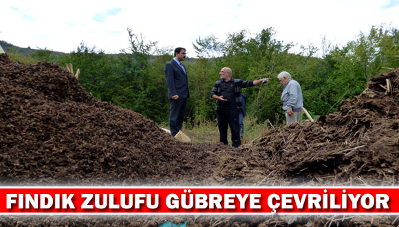 Fındık Zulufu Gübreye Çevriliyor